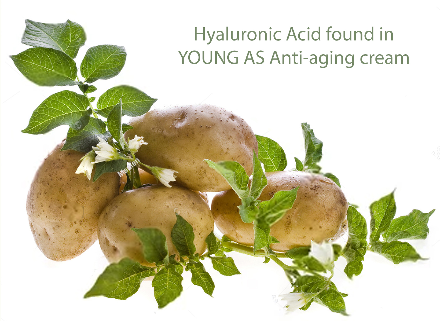 Svg+xml,%3Csvg%20viewBox%3D%220%200%201500%201095%22%20xmlns%3D%22http%3A%2F%2Fwww.w3