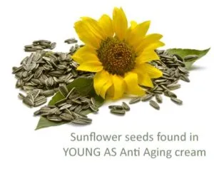 Sunflower With Text
